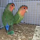 روز للبيع