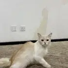 قطوه للبيع
