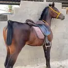 حصان للبيع