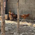 إناثي للبيع لا يجي إلا الصامل العدد 8