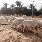حريات حيل ( تم البيع )