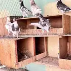 طبات حمام قطايف