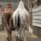 قعدان مبادئ و مناسبات