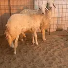 طليان حري سمان ونظاف شرط