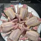 زغاليل زاجل