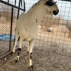 تيس بيشي صنف من حلال ابن جراد