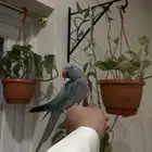 ببغاء الدره