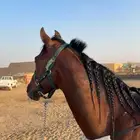 حصان شعبي سومه وصل 2700