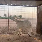 للبيع خروف حري