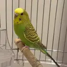 جوز بادجي