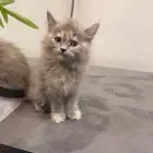 قطتين للبيع