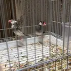 جوز الجاوه منتج