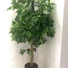 شجره جديده