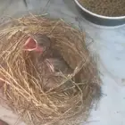 للبيع بلابل حساوي شرط صحه ونضافه