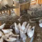 حمام فرنسي وشيرازي