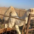 قعود تحت أمه طيب