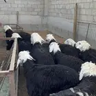 خرفان نجد ب 1350