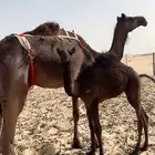 ناقه مجهم