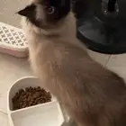 قط ذكر معقم للتبني هملايا