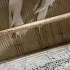 زوج كروان البينو منتج مرفقه صور لأنتاجين سابقه