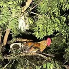 دجاج بلدي العدد 24يزيد ينقص