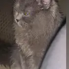 قطه اليفه