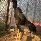 ديك شامو الماني