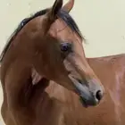 مهرة واهو لم تسمى