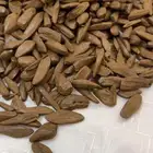 عرض عود مروكي ملكي