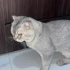 قط ذكر للبيع