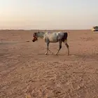 للبيع الفرس وبنتها