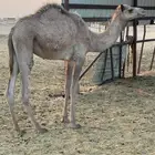 قعود قصب عمره 10 شهور