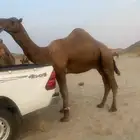 بعير احمر كفو