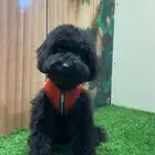 للبيع توي بودل مستوى عالي اسود ملكي