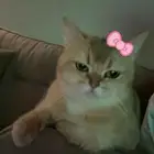 سكوتش فولد قولد سكوتش ستريت قولد