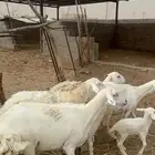 ضان حريات مقاني ( تم البيع )