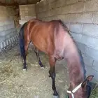 عندي خيل الي بغي يستاجره معسوف وهادي