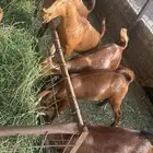تيوس محايلية