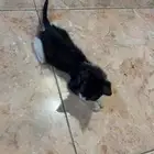 قطط لتبني