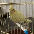 طير كروان صحته جيده