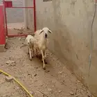 رخل منتوج