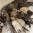 قطط كيتن هملايا شيرازي