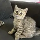 قطط