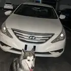 كلب هاسكي مفقود في حي الصفاء