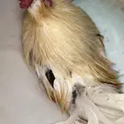 ديك