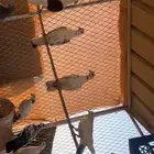 حمام للبيع كامل العشه