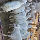 ذبايح مع السلخ والتوصيل