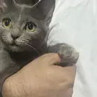 قطة صغيرة للتبني