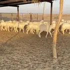 رخال حريات حرش 100 راس