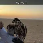 طير حر للبيع